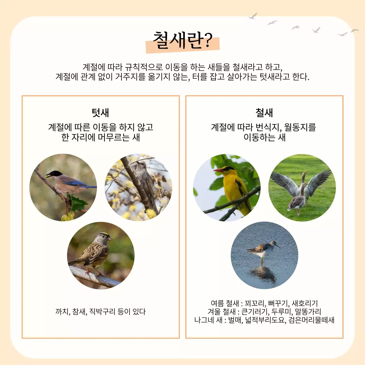 노란색과 주황색의 심플한 철새 안내서