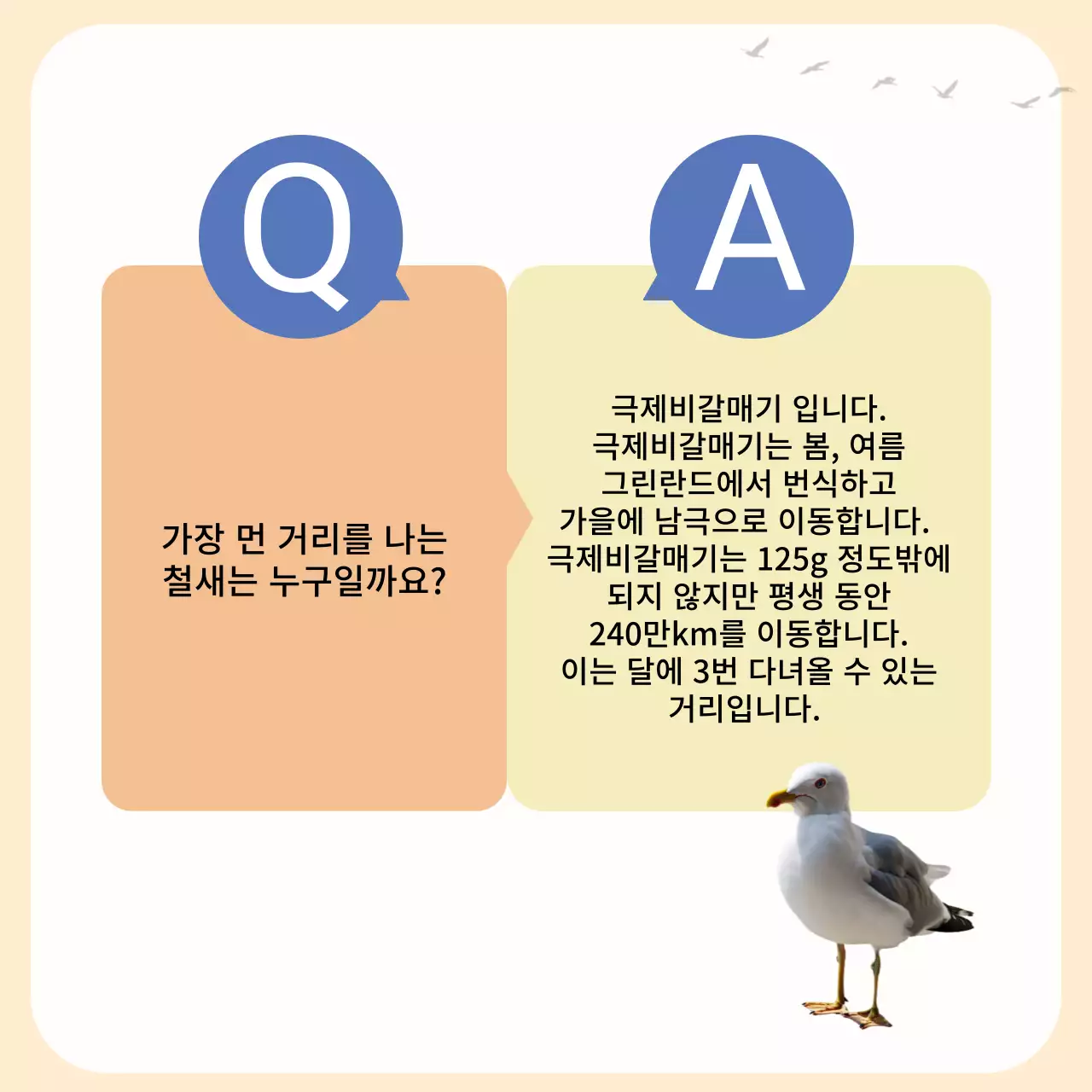 노란색과 주황색의 심플한 철새 안내서