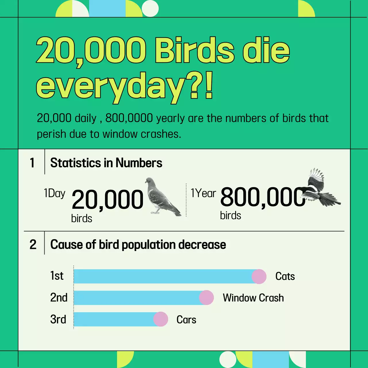 Green and geometric wild bird window collision prevention information provided (Card News)