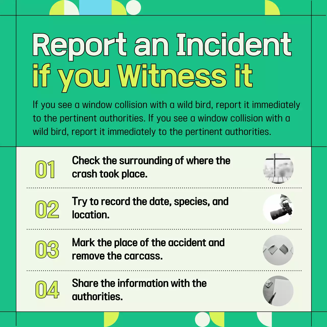 Green and geometric wild bird window collision prevention information provided (Card News)
