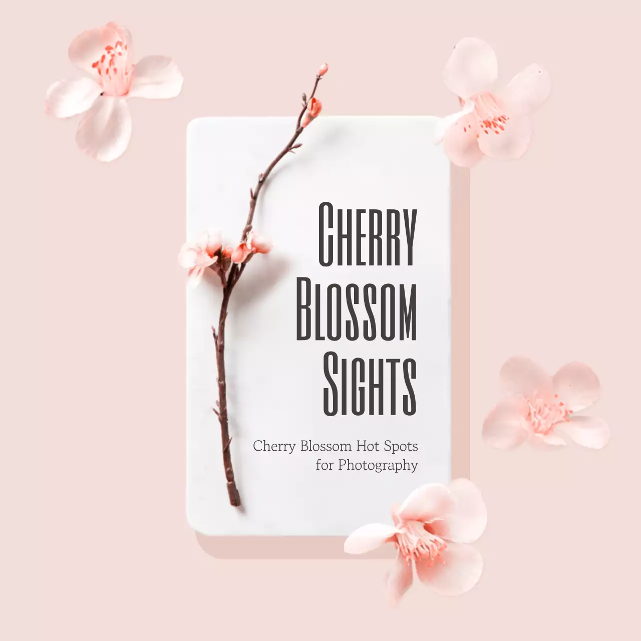 Pink Elegant Photography Guide Instagram Post