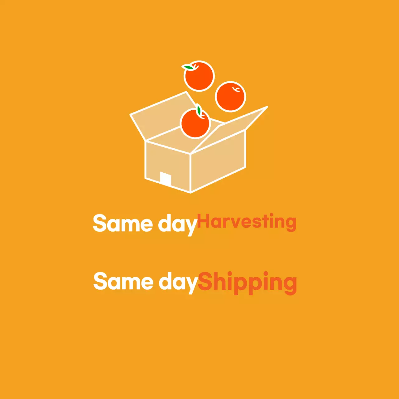 Thu hoạch nông sản trong ngày