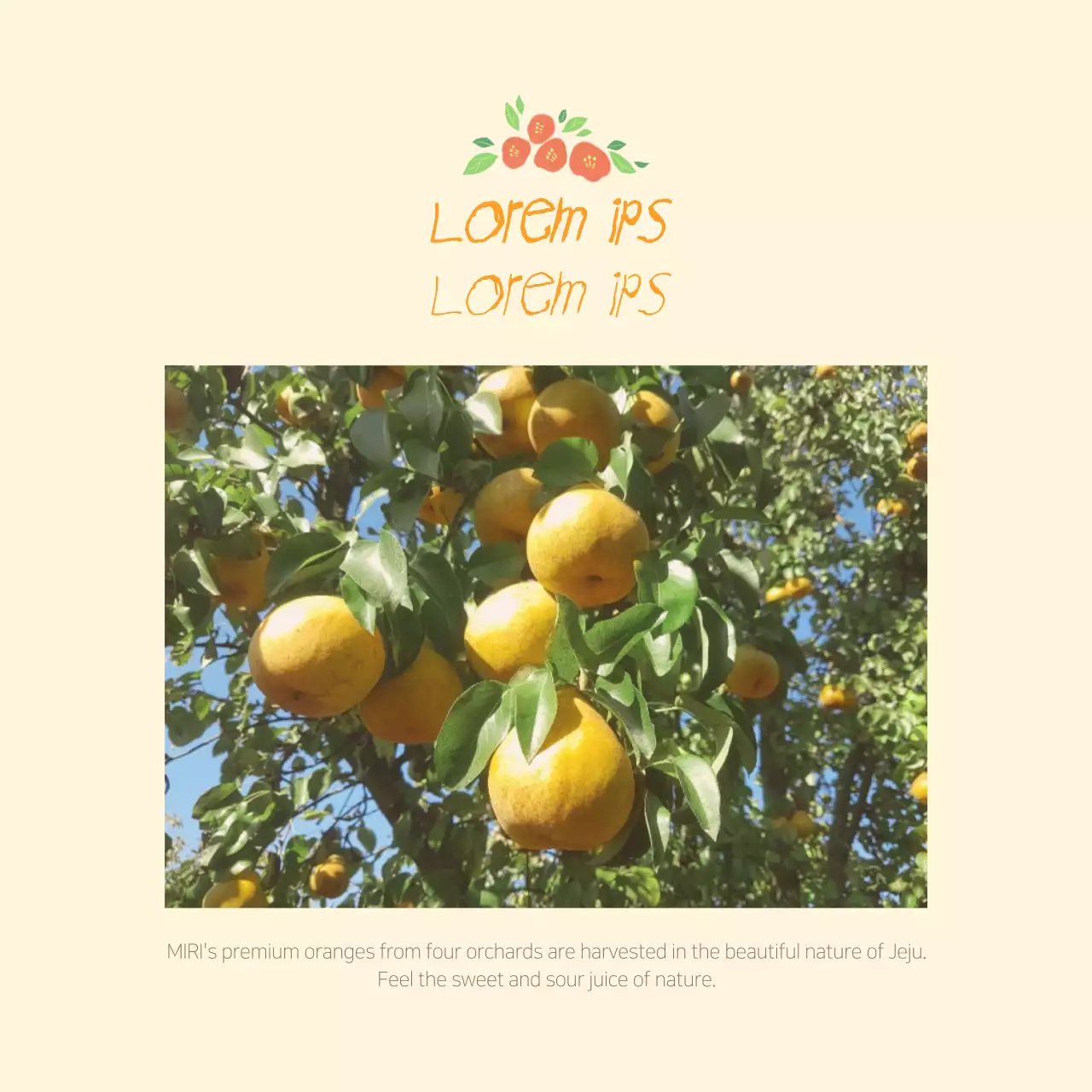 Postal a vender laranjas amarelas da ilha de Jeju