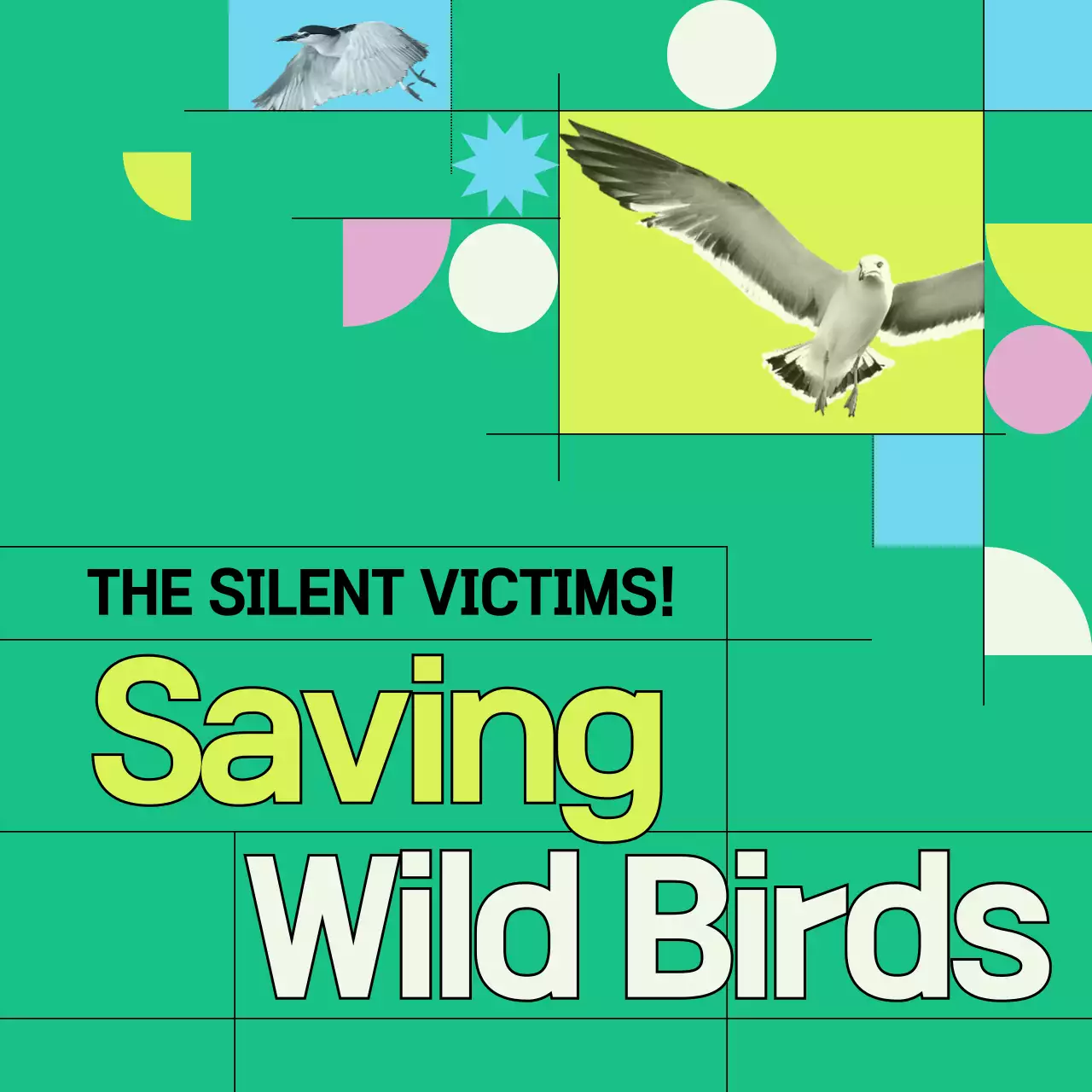 Green and geometric wild bird window collision prevention information provided (Card News)