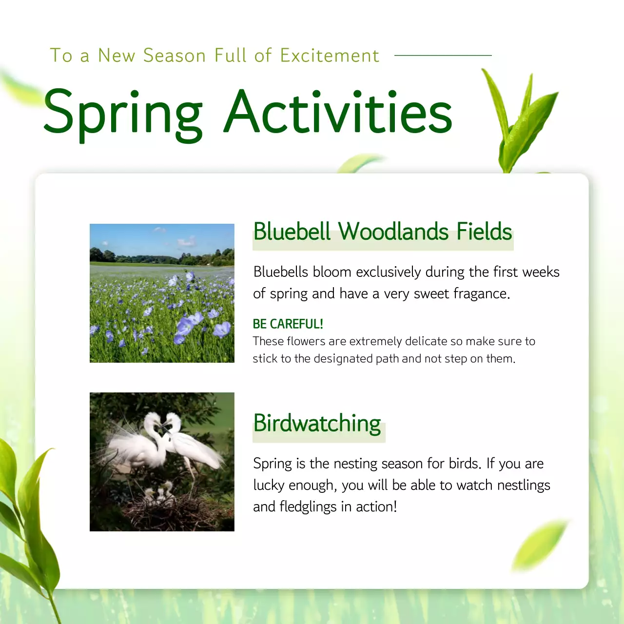 About the Lunar New Year, a fresh and breezy concept with green leaves scattered about.