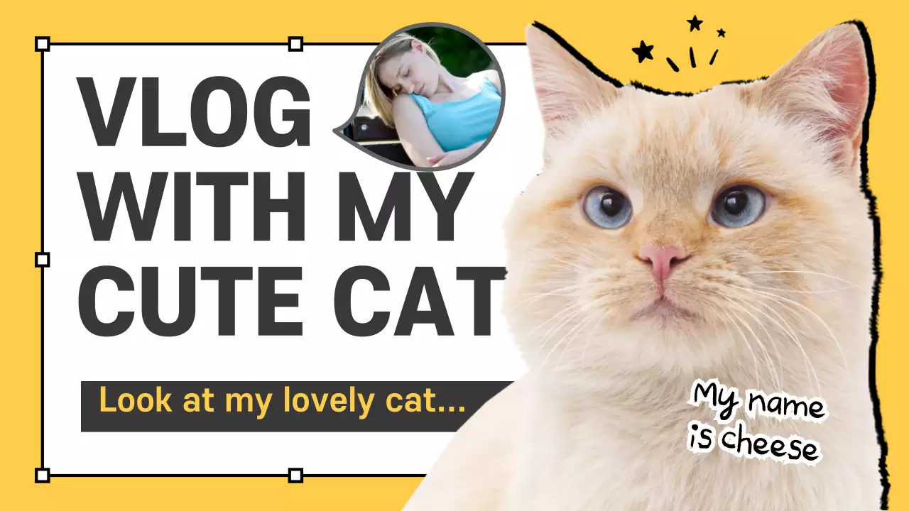 Cat vlogs