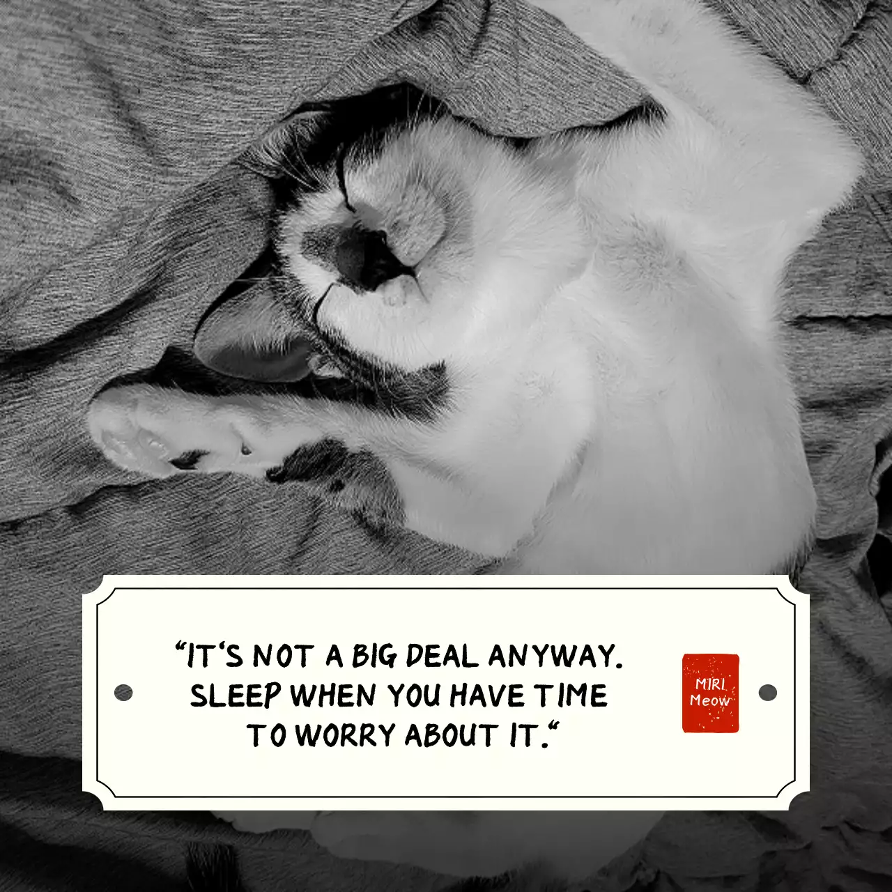 Grey Minimal Cat Meme Social Media Post