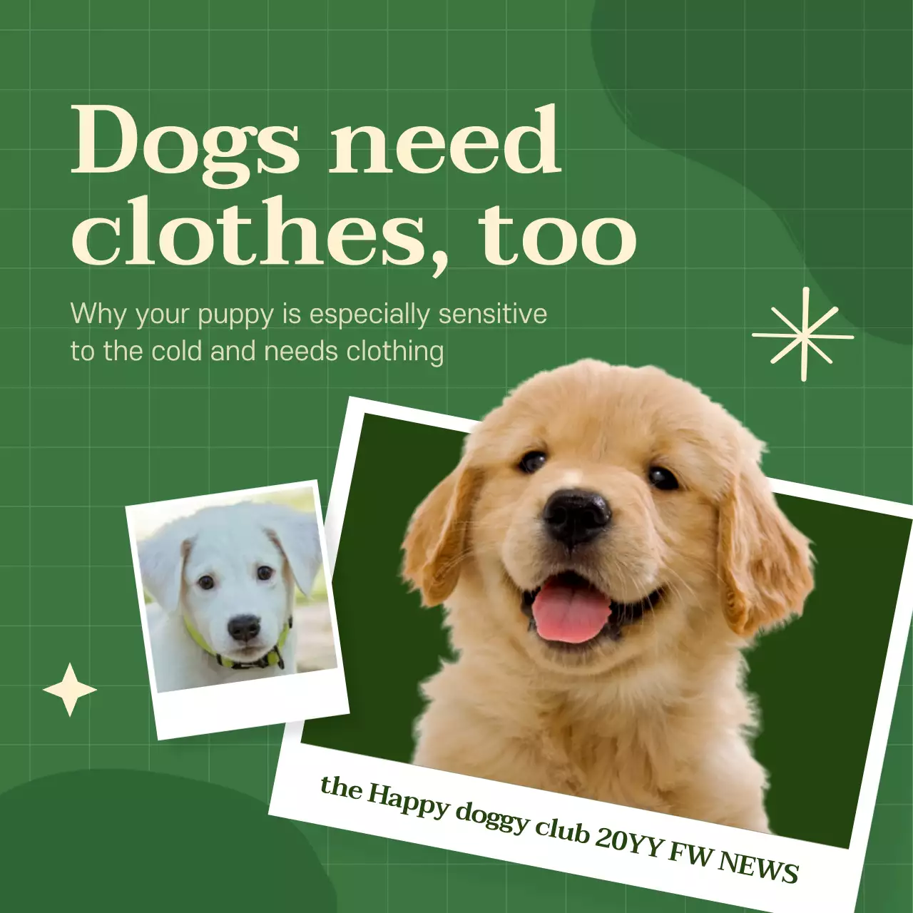 Vibrantly colored dog apparel