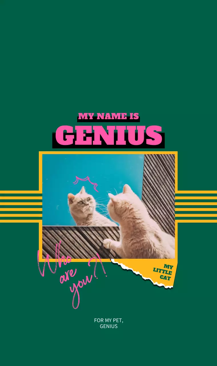 Cat photos and phrases with fun concepts in bright, vivid colors