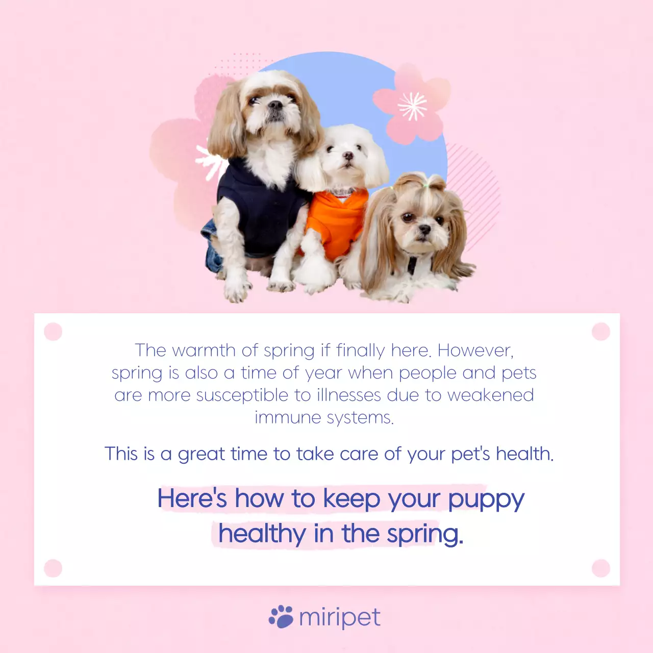 Pink Minimal Pet Guide Instagram Carousel