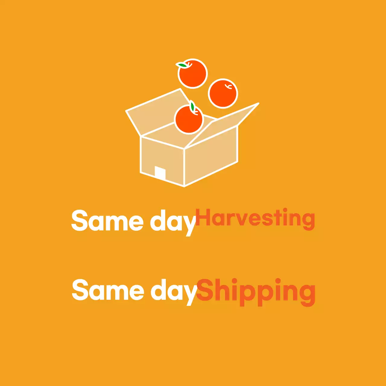 Menghasilkan_Panen Hari yang Sama