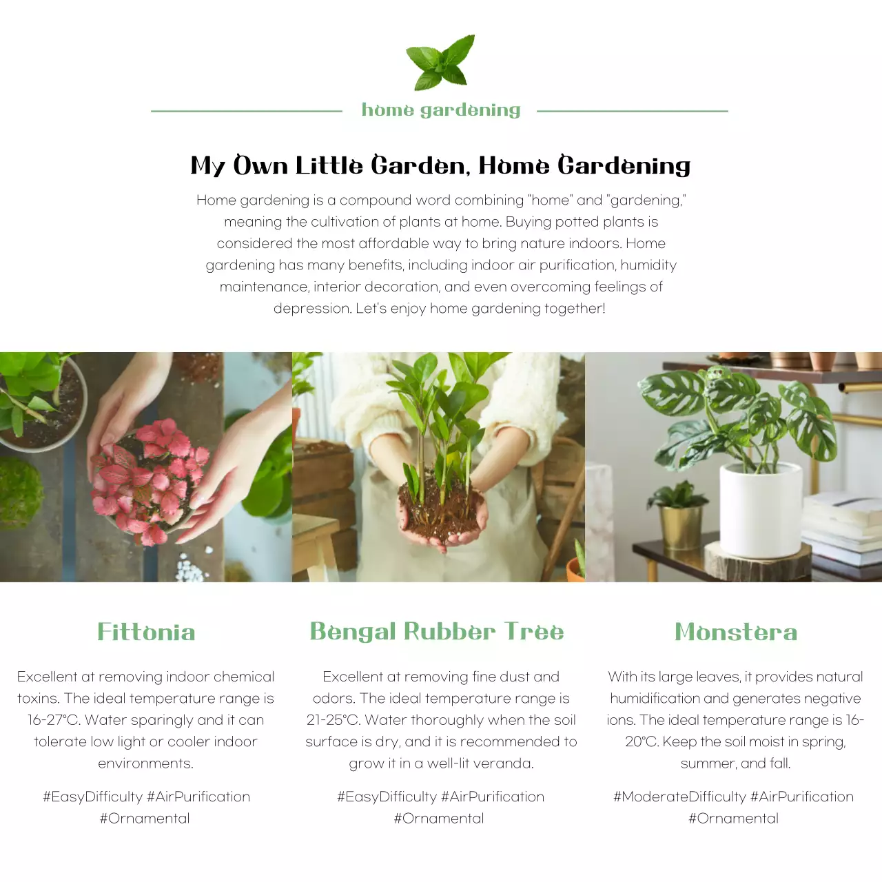 Introducing Neat Air Purifying Plants with Green Gardening Photos