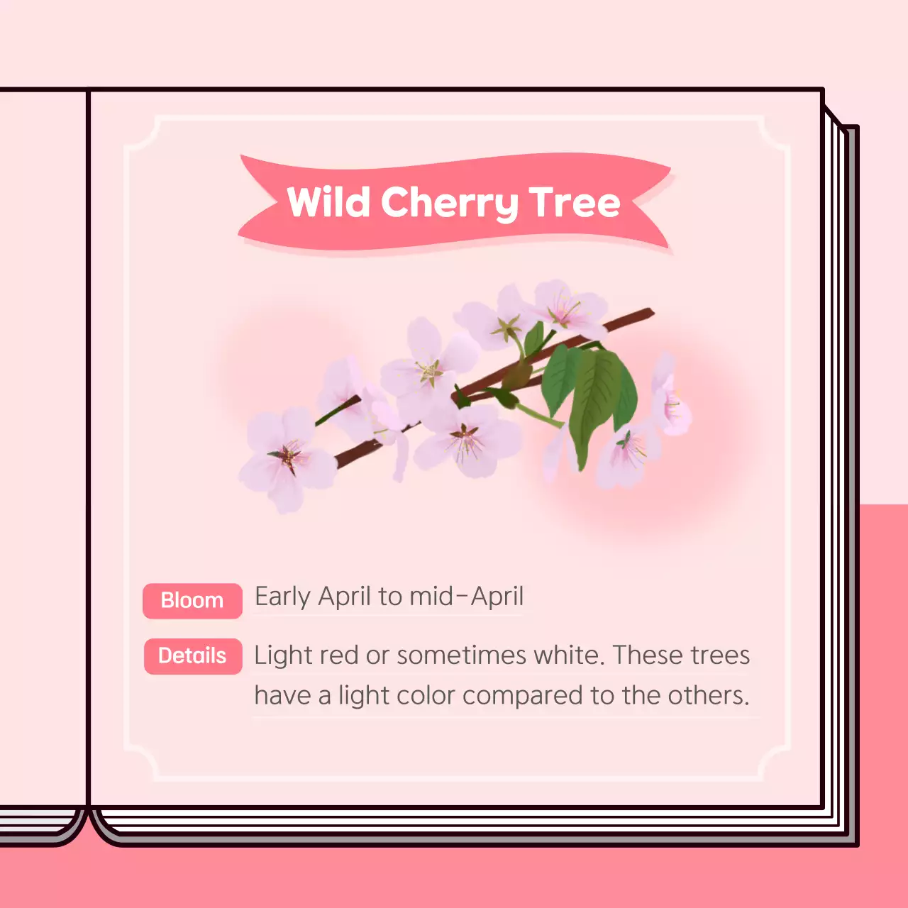 Pink Simple Spring Guide Instagram Carousel