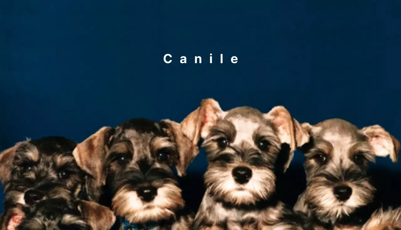 Negozi di forniture per cani