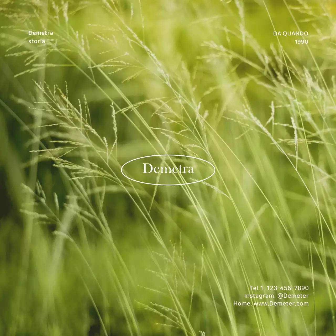 Cartolina con sfondo fotografico sempliceCartolina