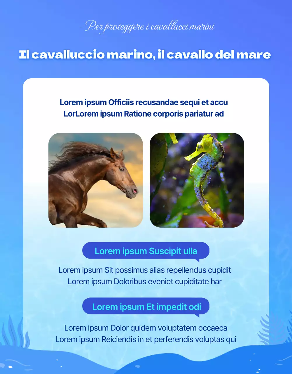 Cavalli marini, la creatura marina a rischio di estinzione nell'acqua blu e frescaDettagli sui finanziamenti per la conservazione dei cavallucci marini