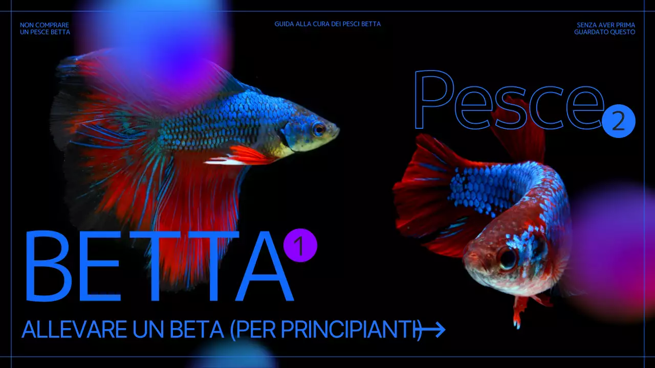 Allevare un pesce nero e blu per principianti