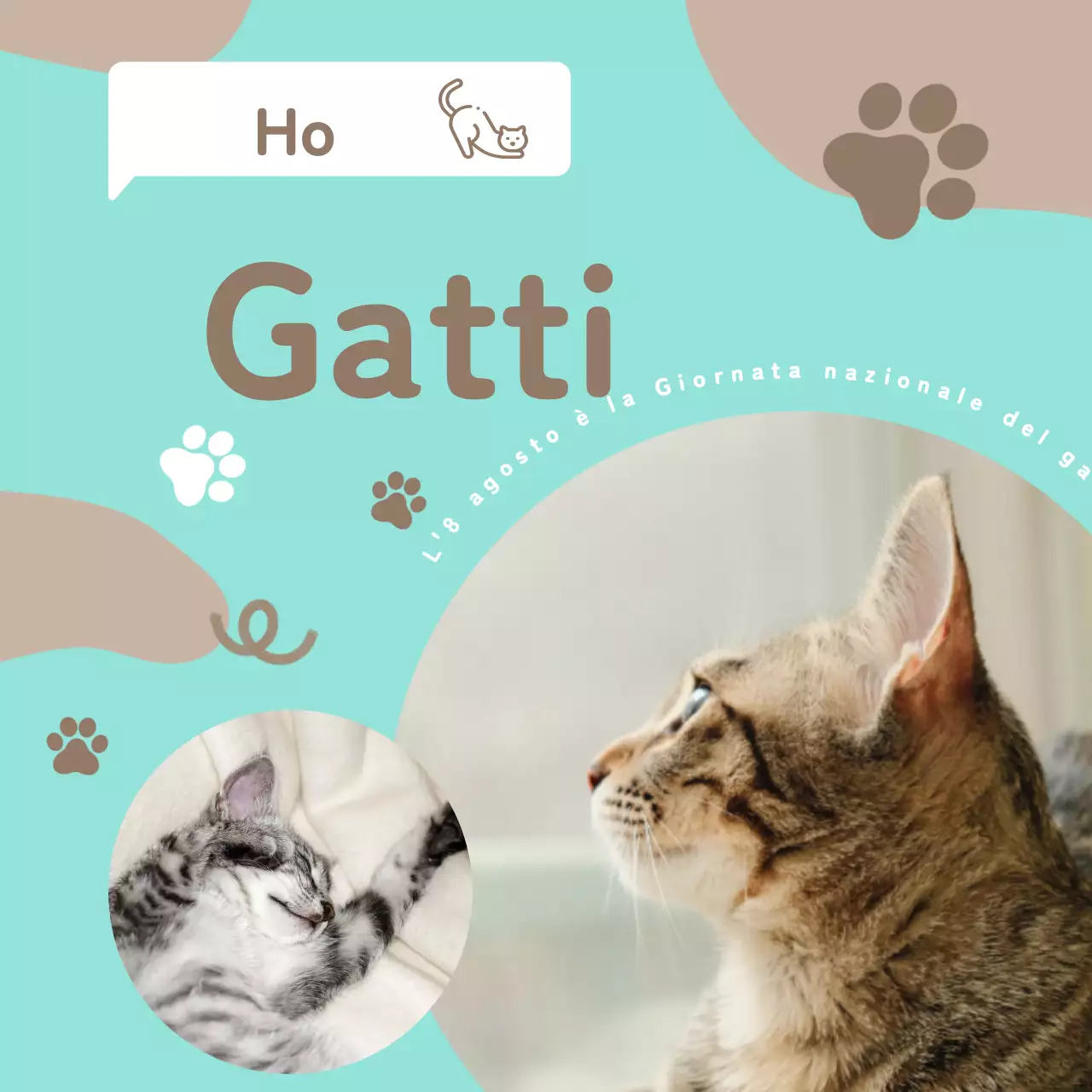 Materiale promozionale concettuale in stampa gatto marrone e blu chiaro