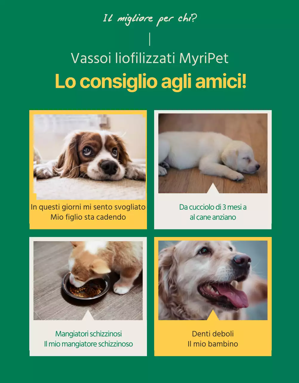 Simpatici bocconcini gialli e verdi per animali domestici