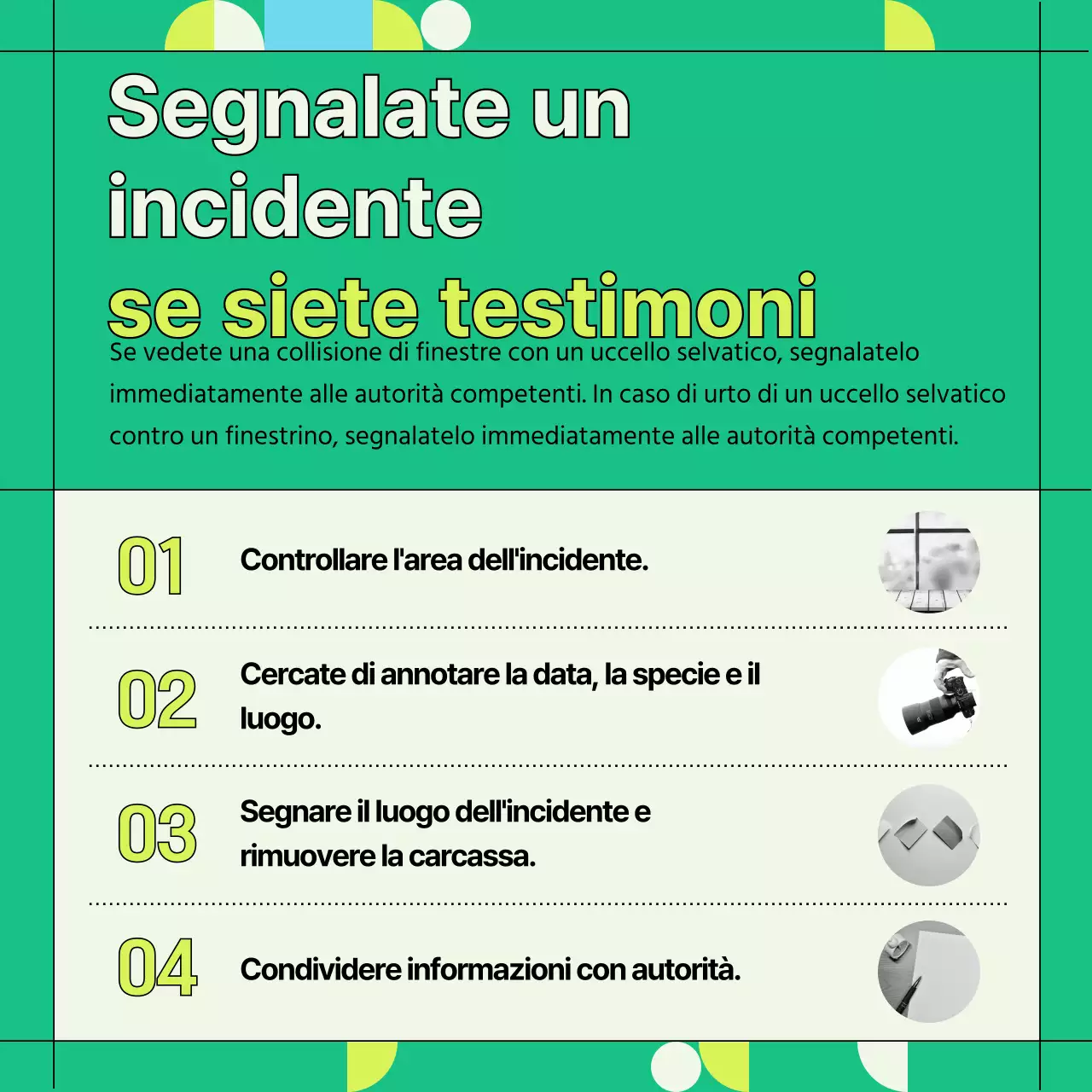 Informazioni sulla prevenzione delle collisioni con uccelli selvatici verdi e geometrici (Card News)