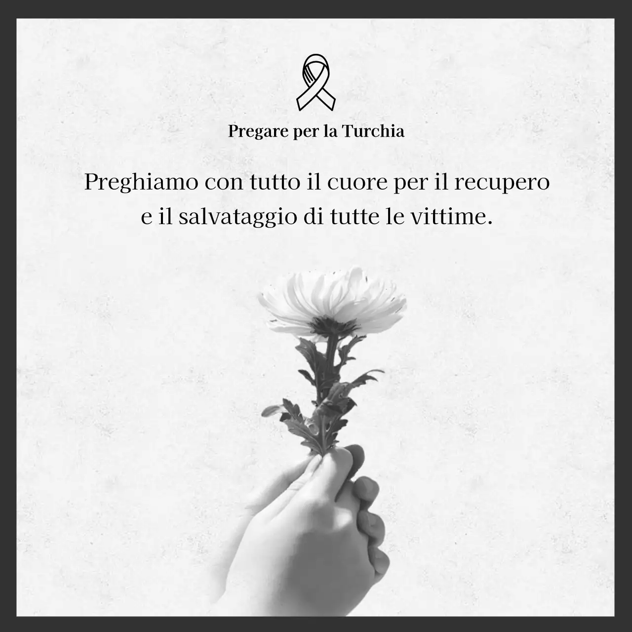 La foto del fiore grigio del crisantemo evidenzia il monumento ai danni del terremoto