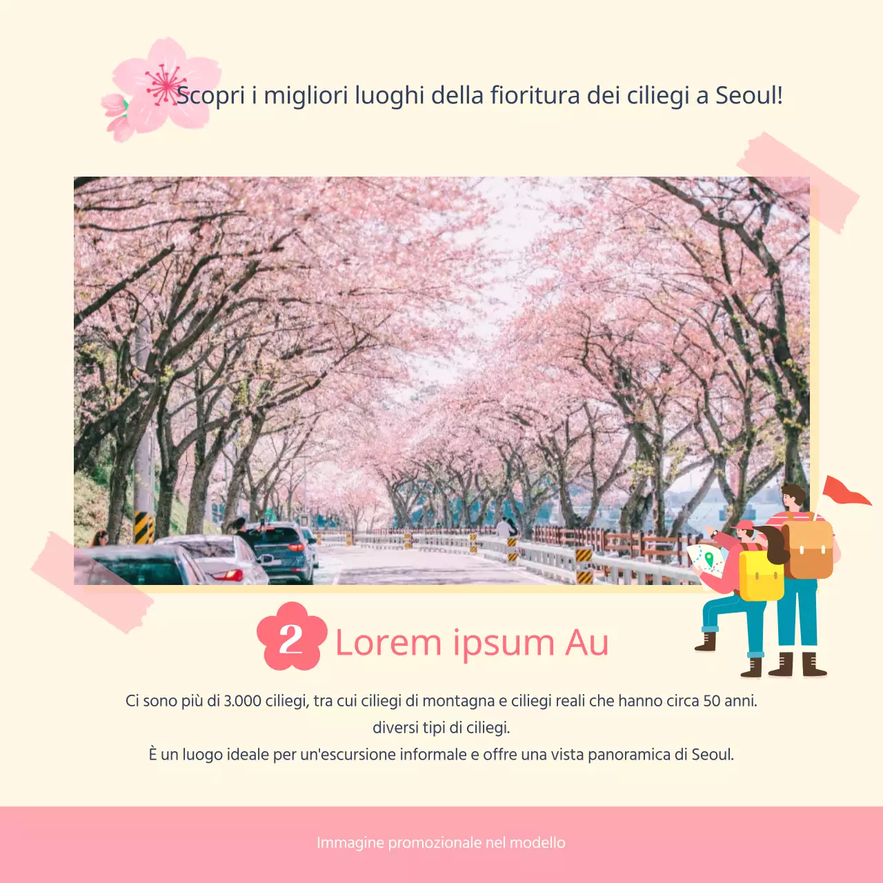 Macchie di fiori di ciliegio e tempi di fioritura illustrati in rosa