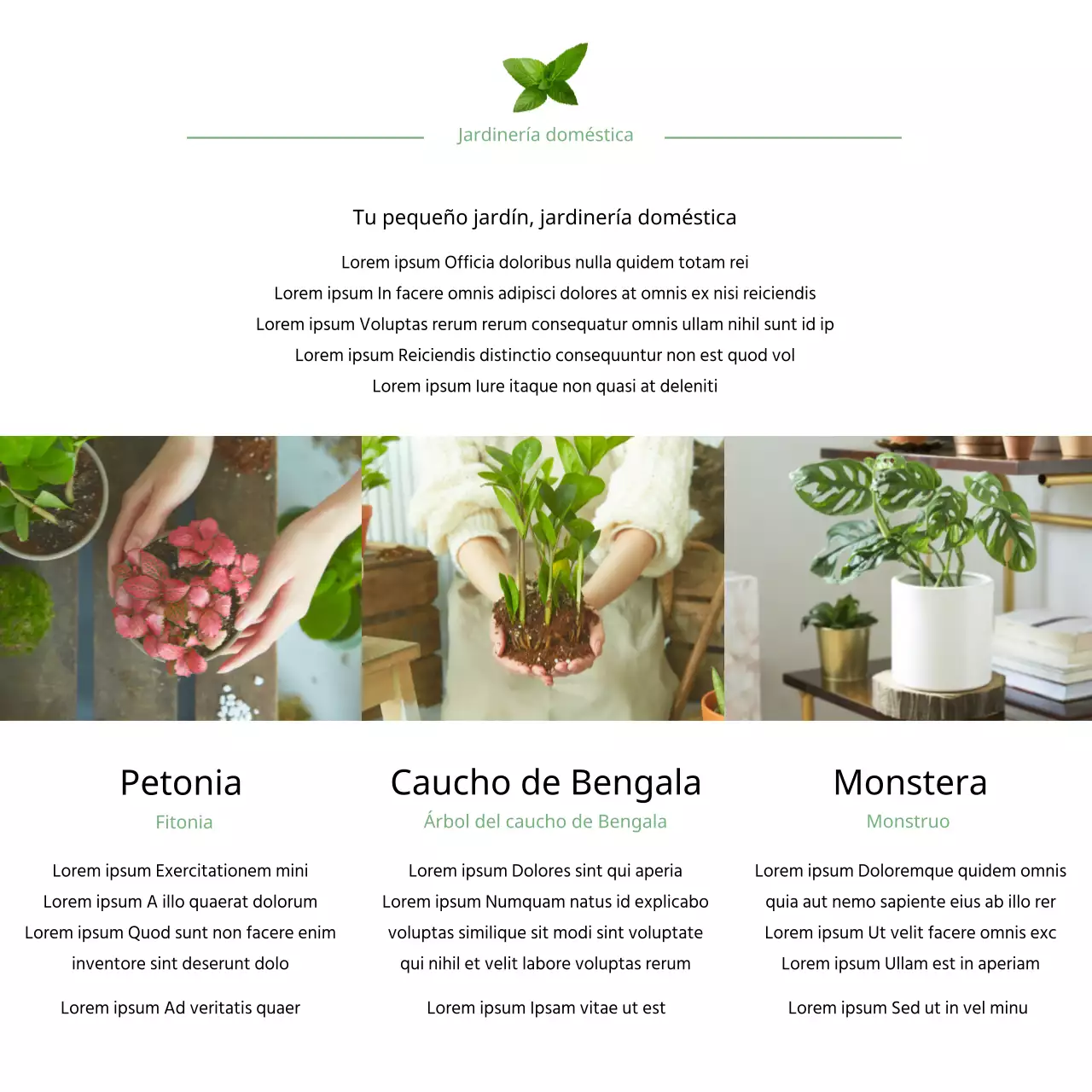 Plantas purificadoras de aire con fotos de jardinería verde