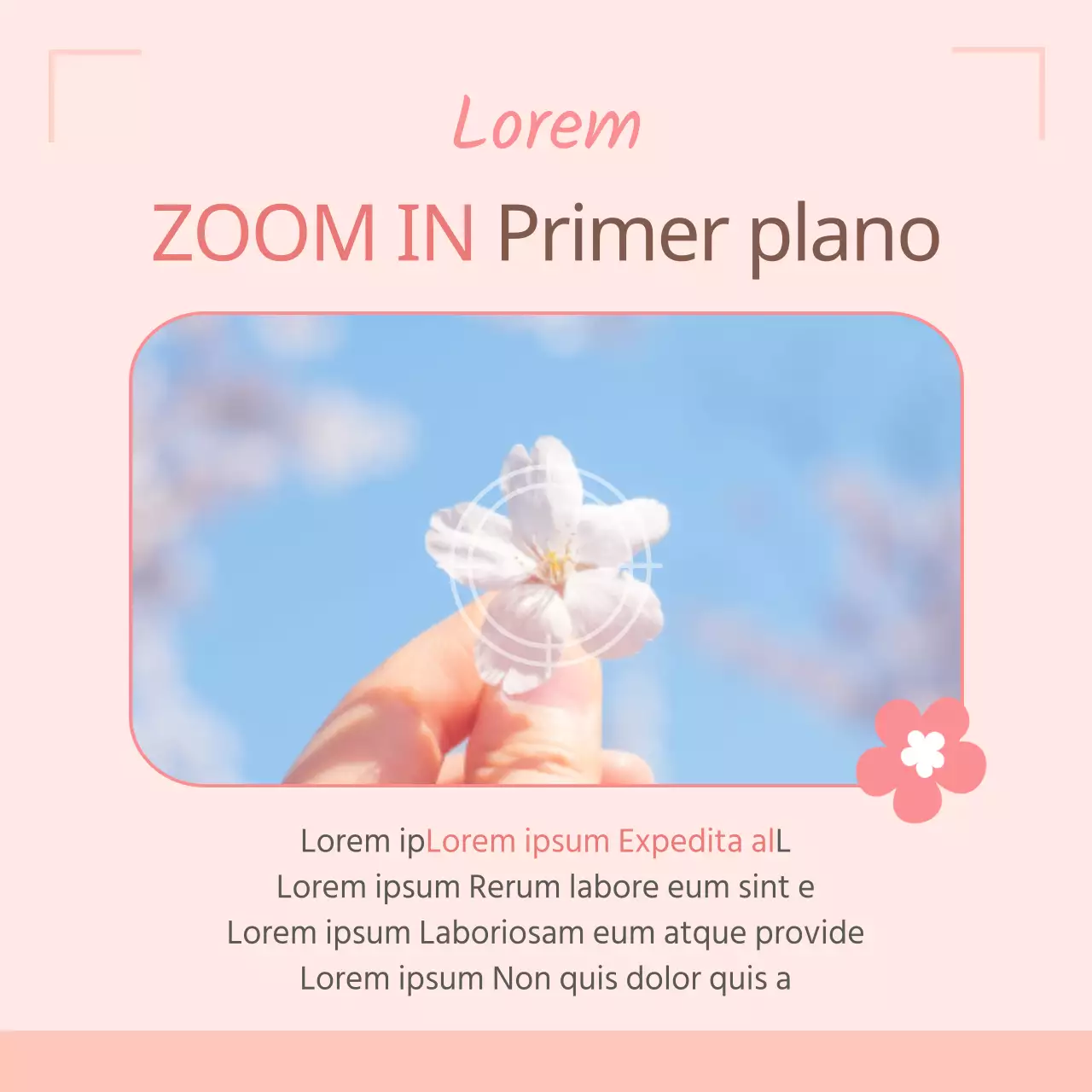 4 consejos para fotografiar la Fiesta de las Flores de Primavera en rosa Promoción de productos