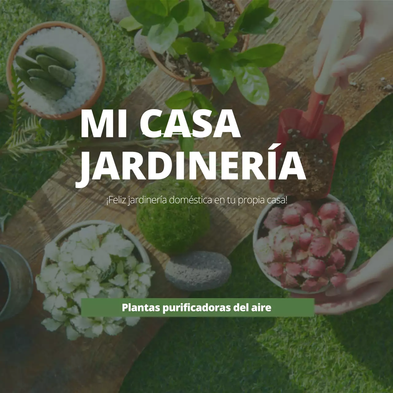 Plantas purificadoras de aire con fotos de jardinería verde