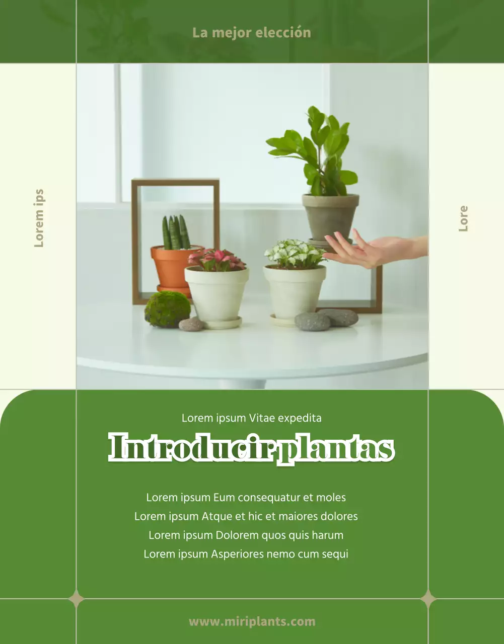 Suculentas verdes y beige detail page