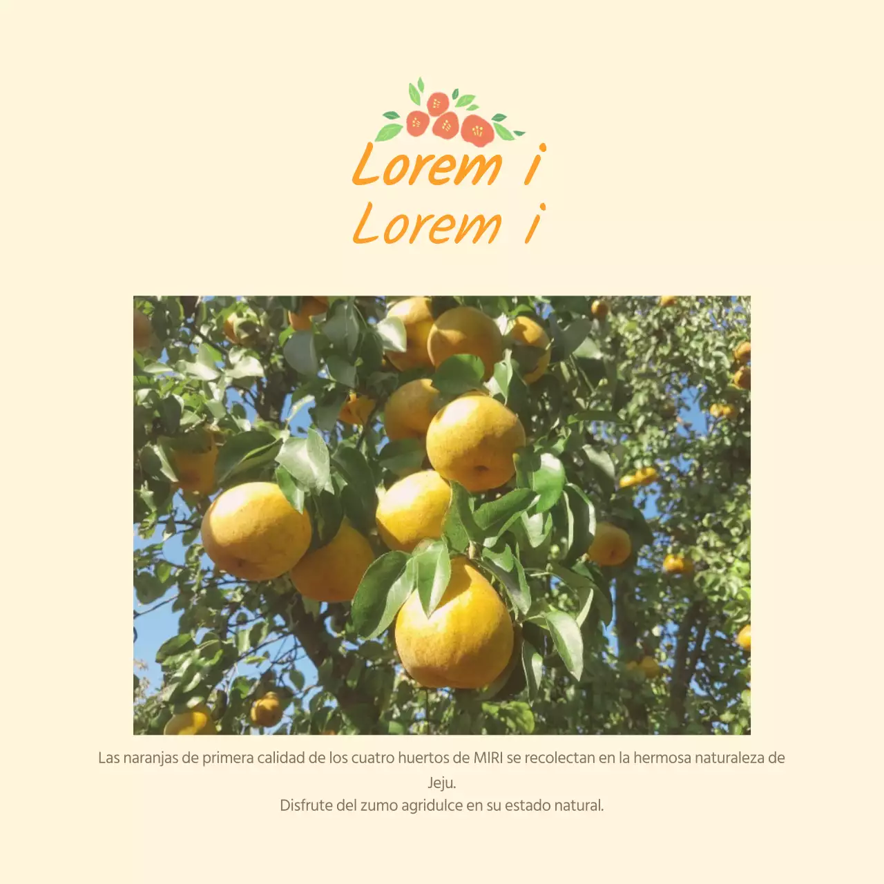 Postal de venta de naranjas amarillas de la isla de Jeju