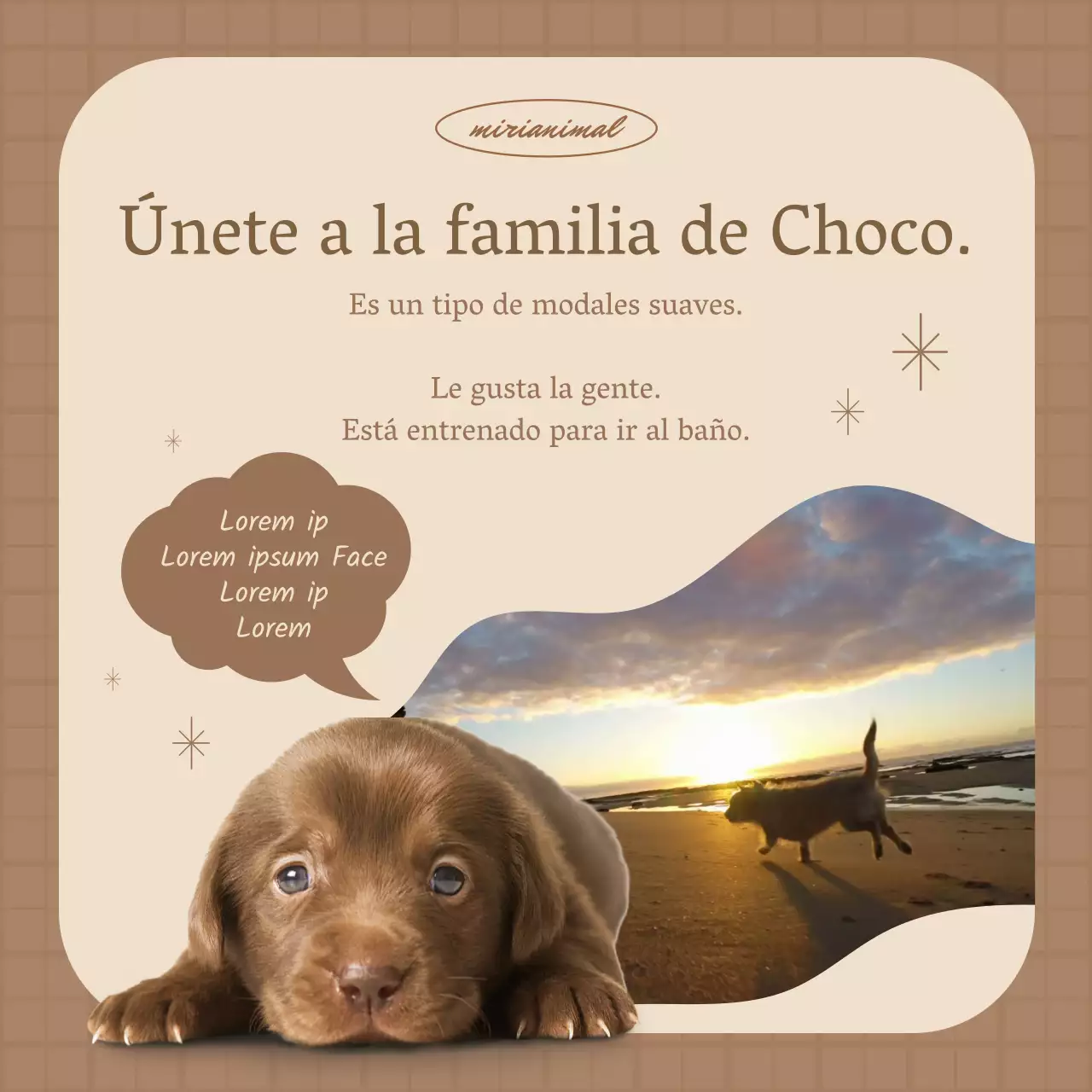 Promover la adopción de mascotas con un vídeo de un cachorro corriendo en tonos marrones