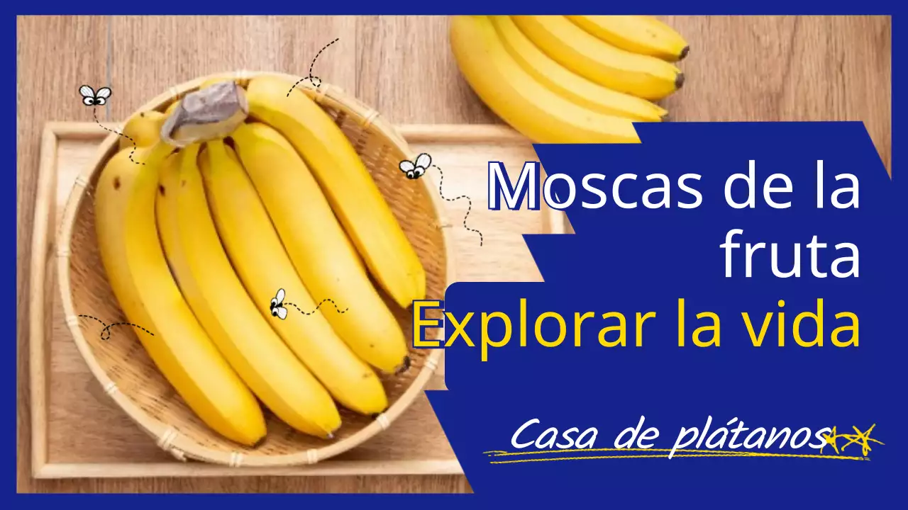 Plátano en azul y amarillo Foto Mosca de la fruta Explorando la vida