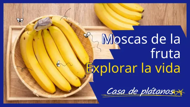 Plátano en azul y amarillo Foto Mosca de la fruta Explorando la vida