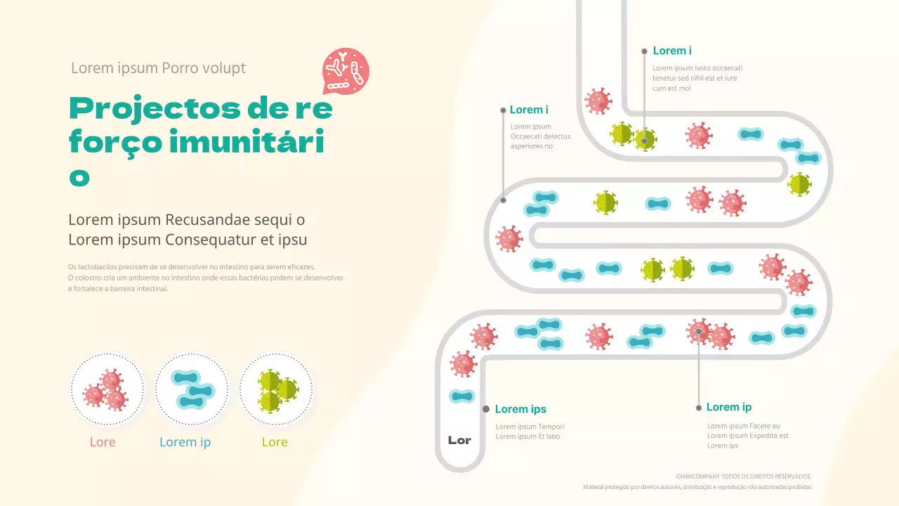 Roteiro de Lactobacillus para a imunidade