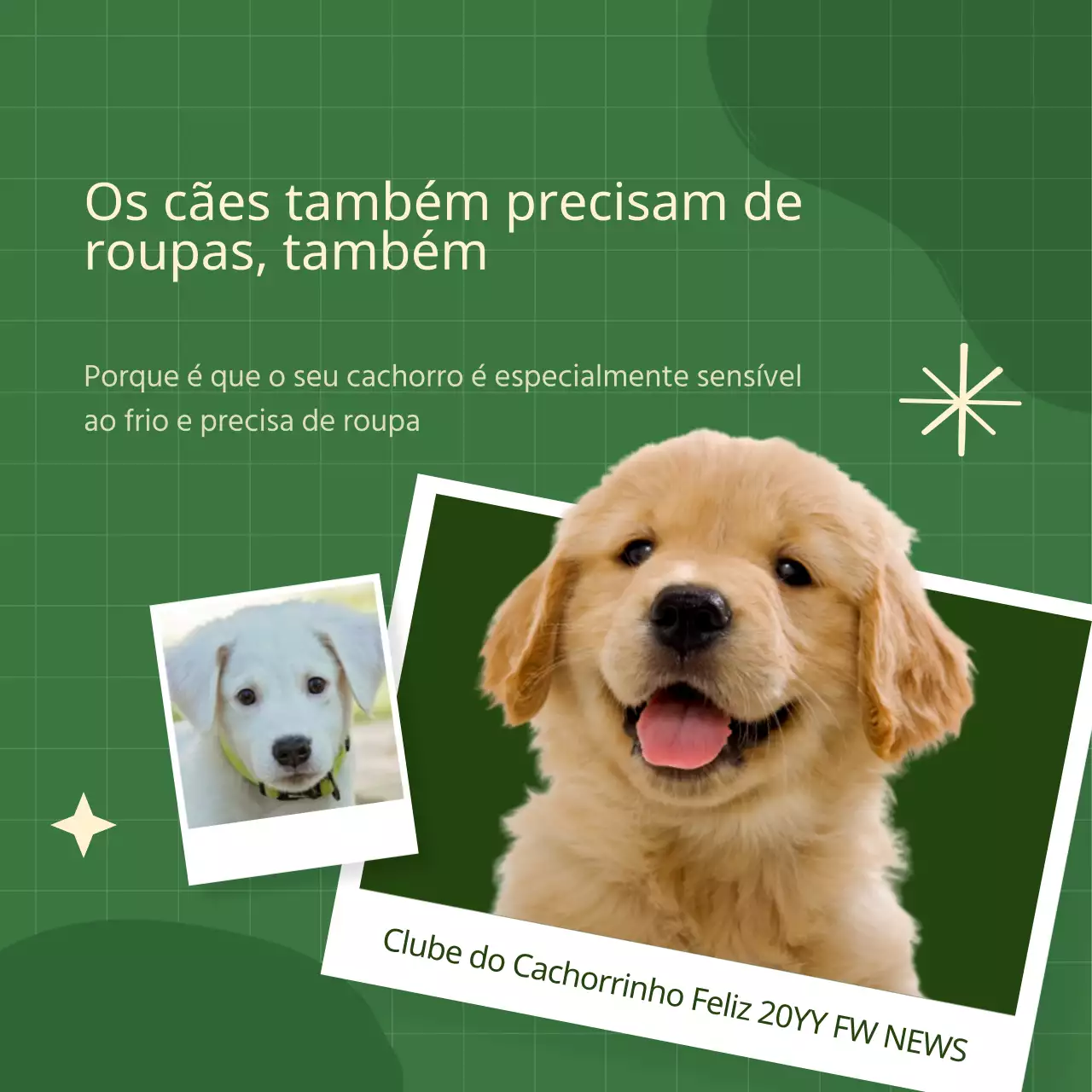 Roupas de cores vibrantes para cães