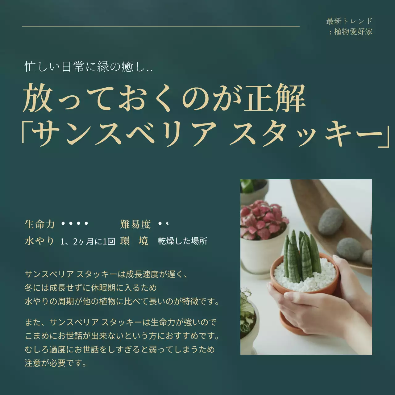 グリーンとゴールドのトレンド観葉植物のおすすめ説明