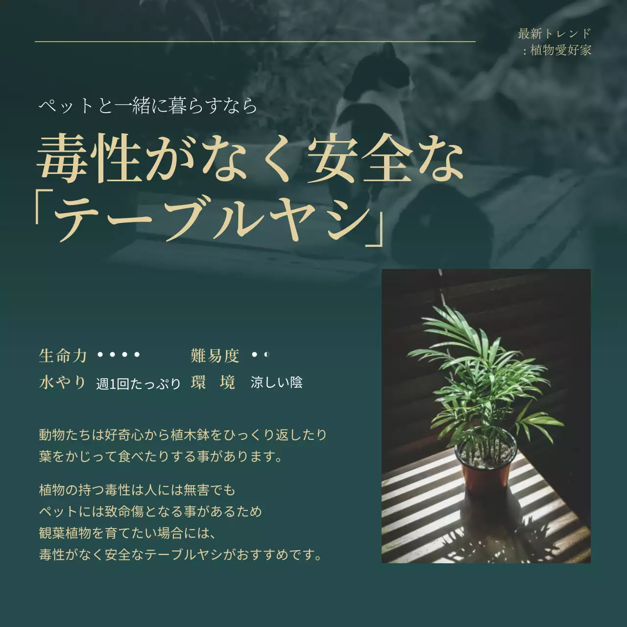 グリーンとゴールドのトレンド観葉植物のおすすめ説明