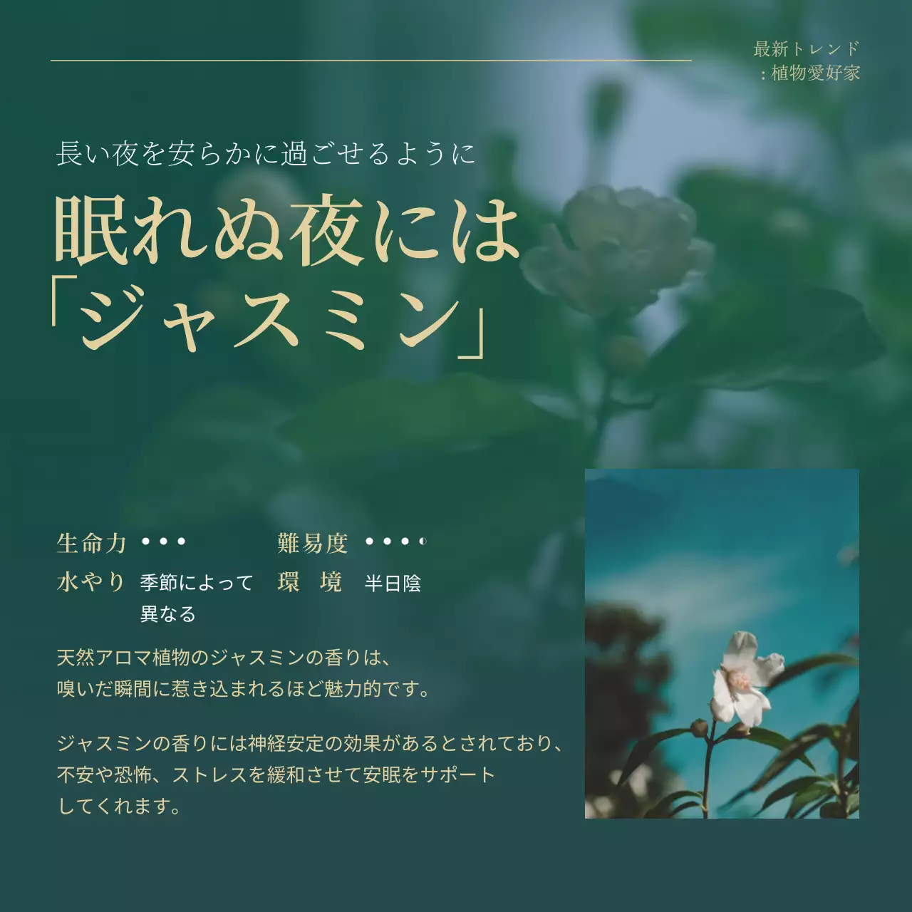 グリーンとゴールドのトレンド観葉植物のおすすめ説明