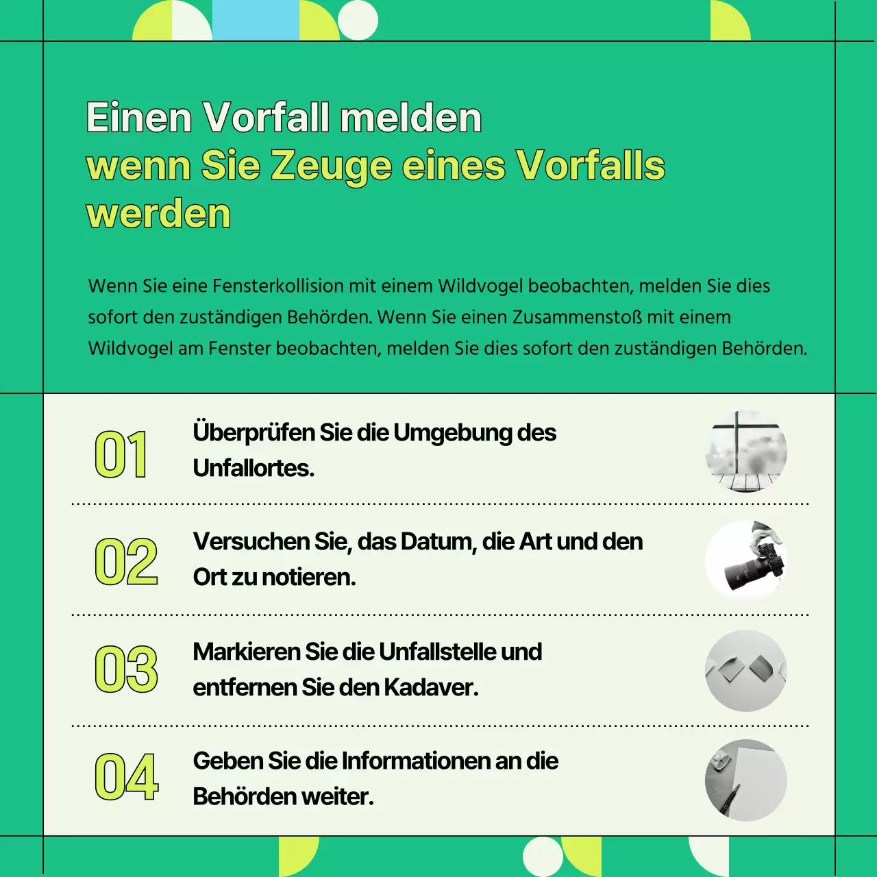 Informationen zur Vermeidung von Kollisionen mit grünen und geometrischen Wildvogelfenstern (Card News)