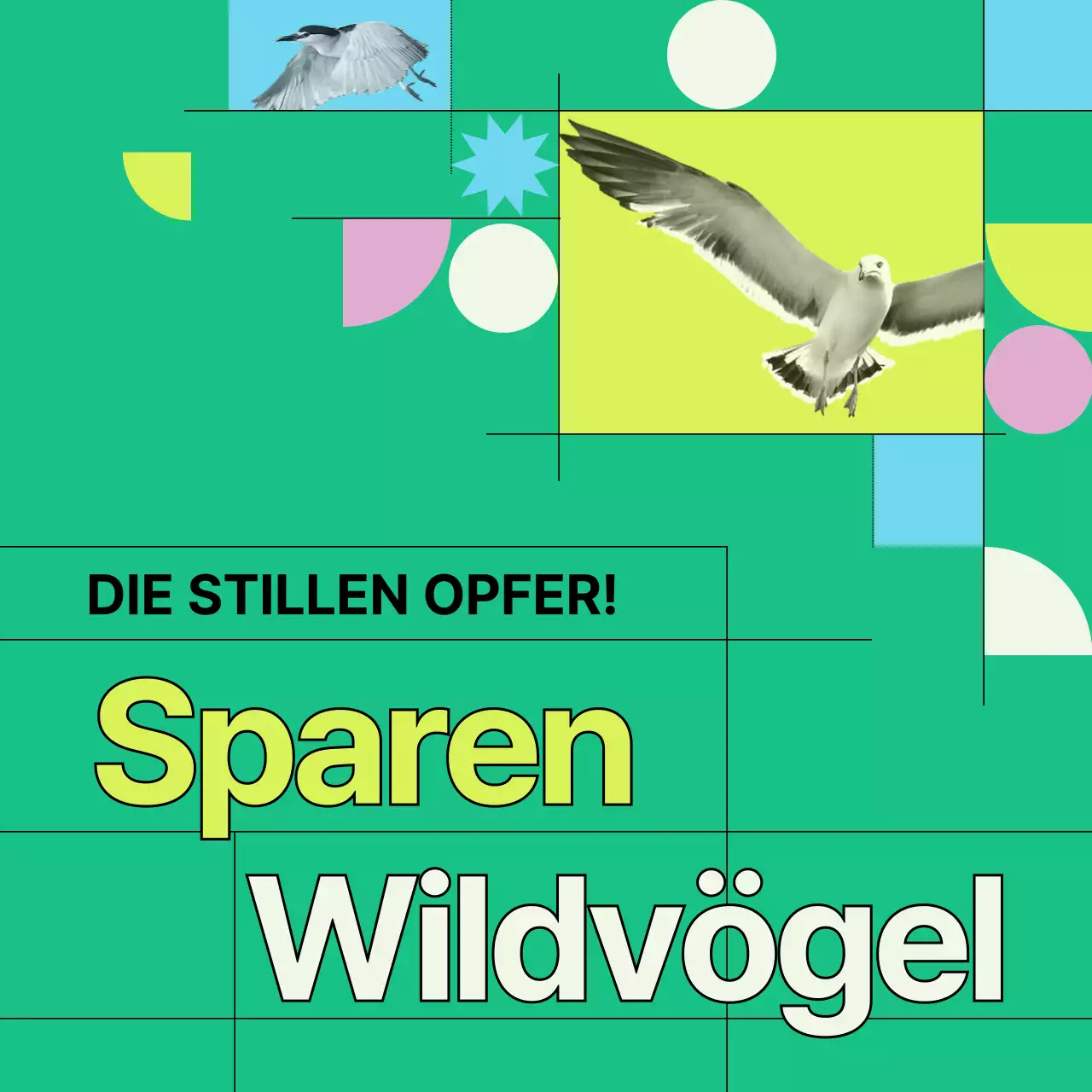 Informationen zur Vermeidung von Kollisionen mit grünen und geometrischen Wildvogelfenstern (Card News)