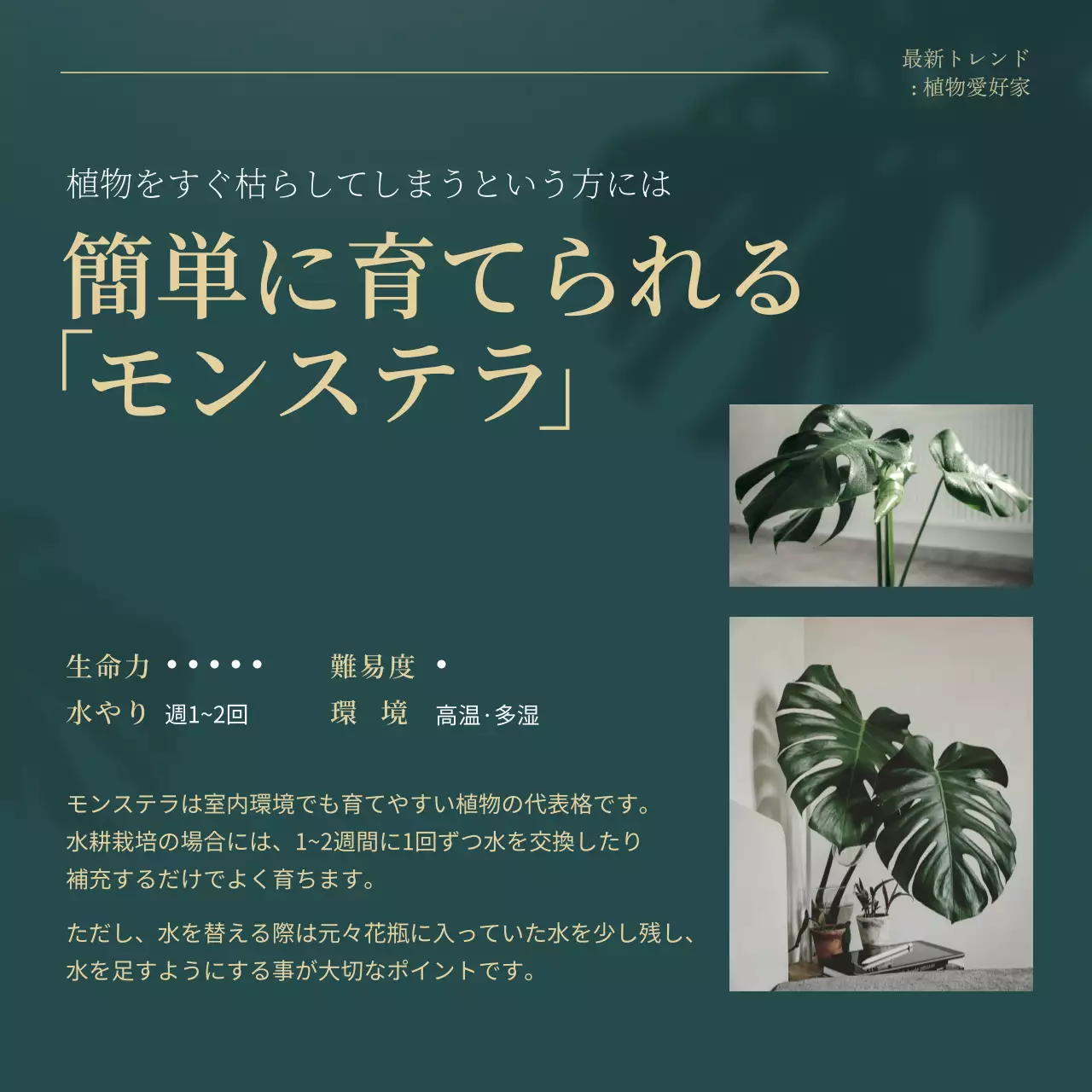 グリーンとゴールドのトレンド観葉植物のおすすめ説明