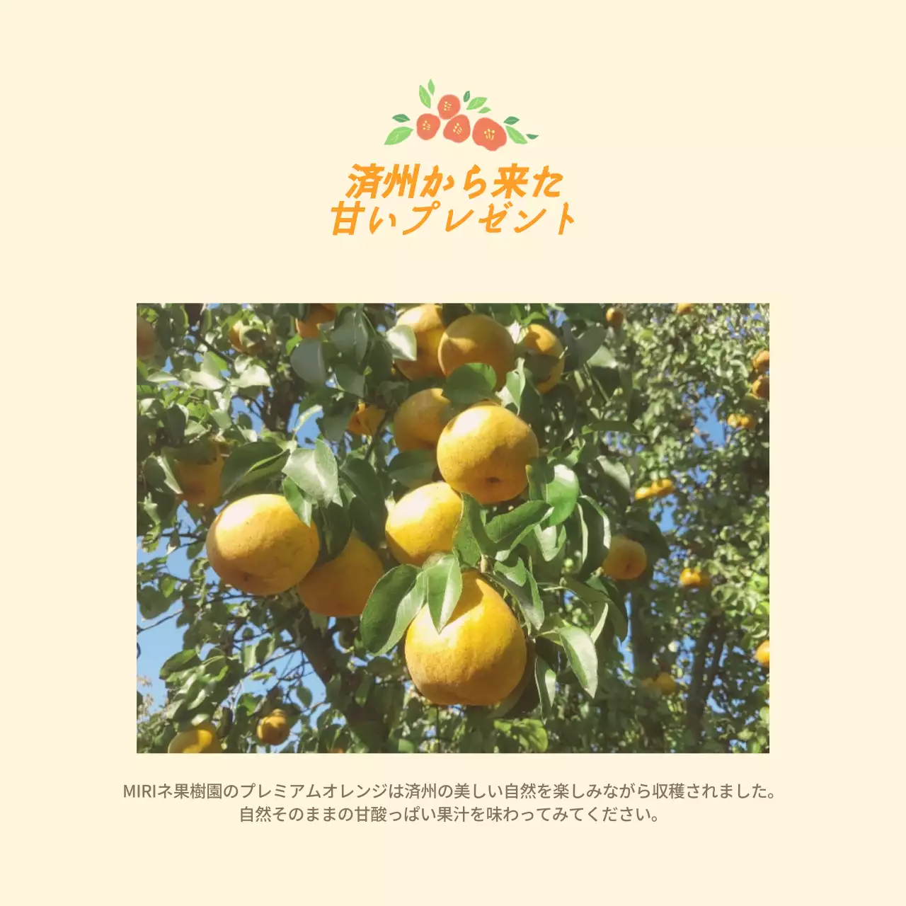 黄色い済州島オレンジの販売はがき