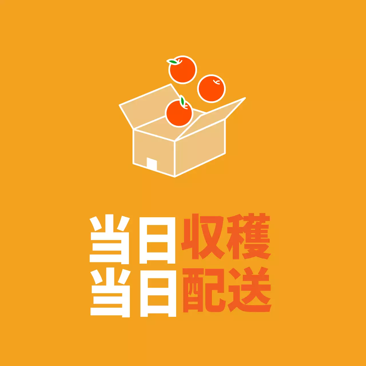 農産物の当日収穫