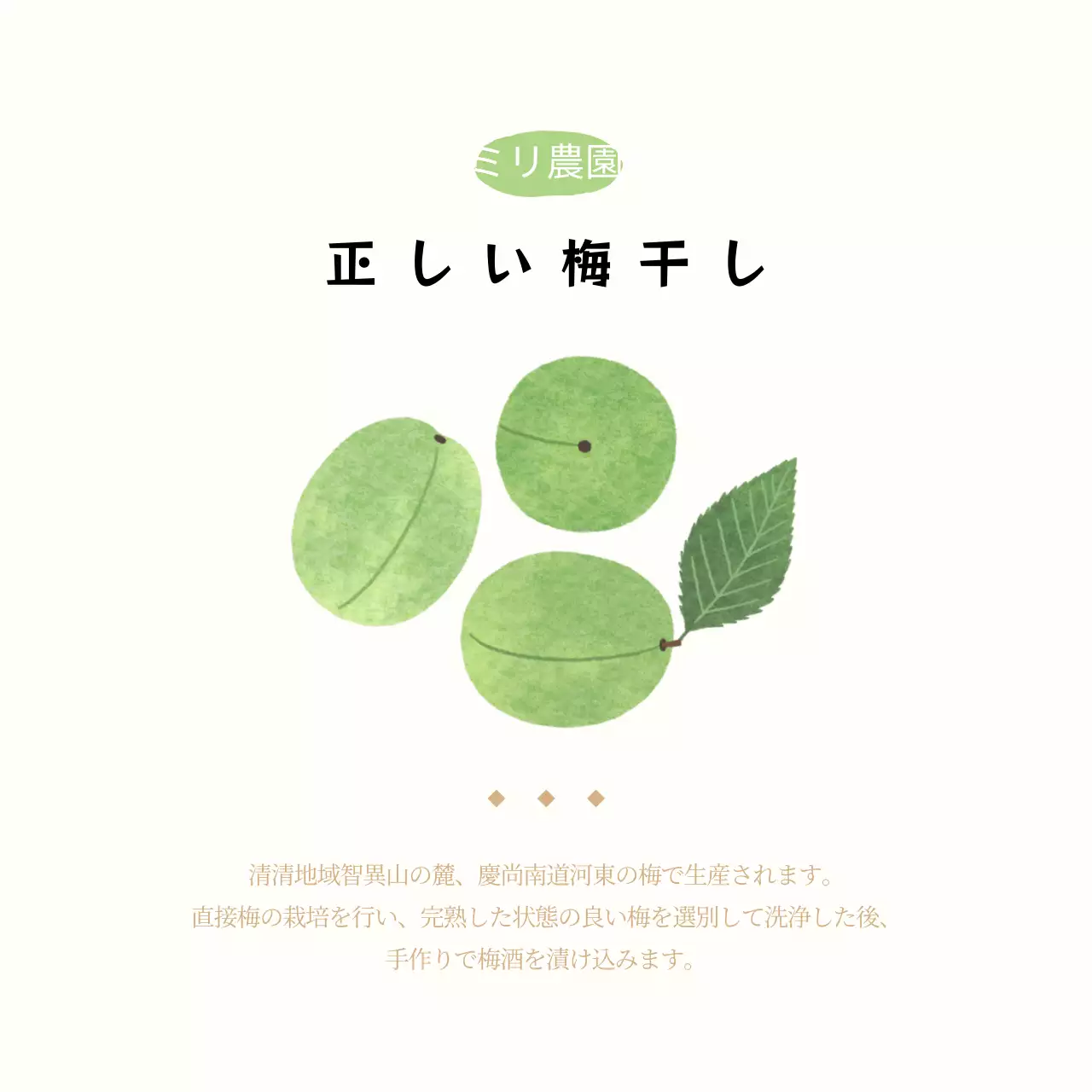 イラスト梅の葉書