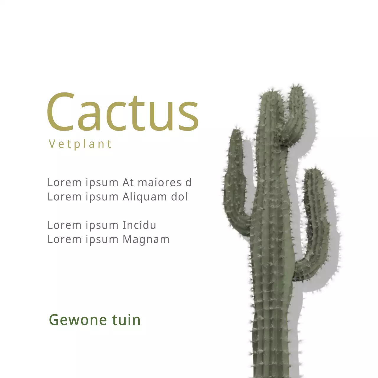 Cactus