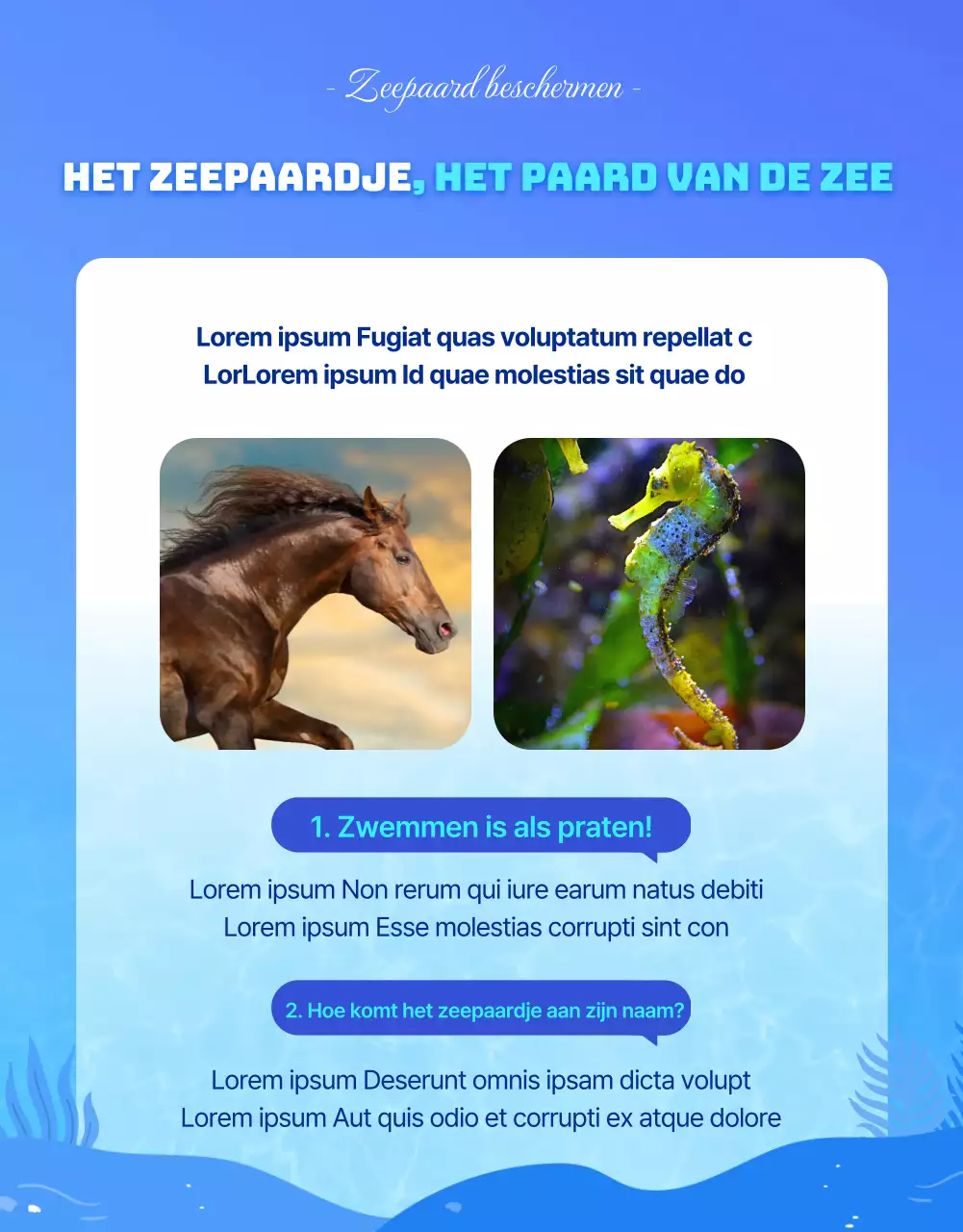 Zeepaardjes, het bedreigde zeedier in het blauwe, koele waterDetails over financiering voor het behoud van zeepaardjes