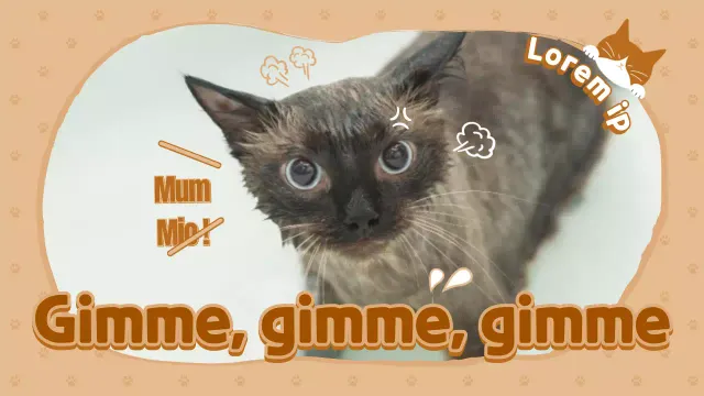 Chaîne Youtube sur les chats