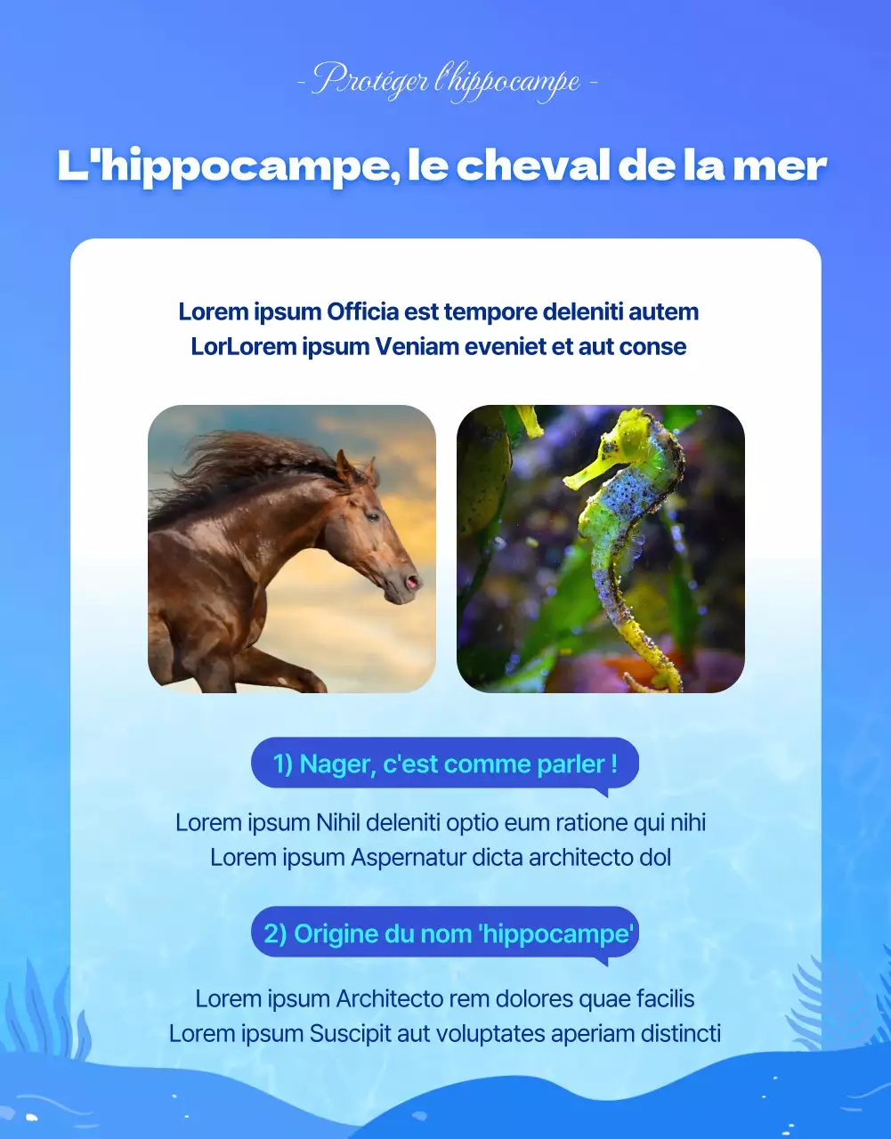 Hippocampes, la créature marine menacée dans l'eau bleue et fraîcheDétails sur le financement de la conservation des hippocampes