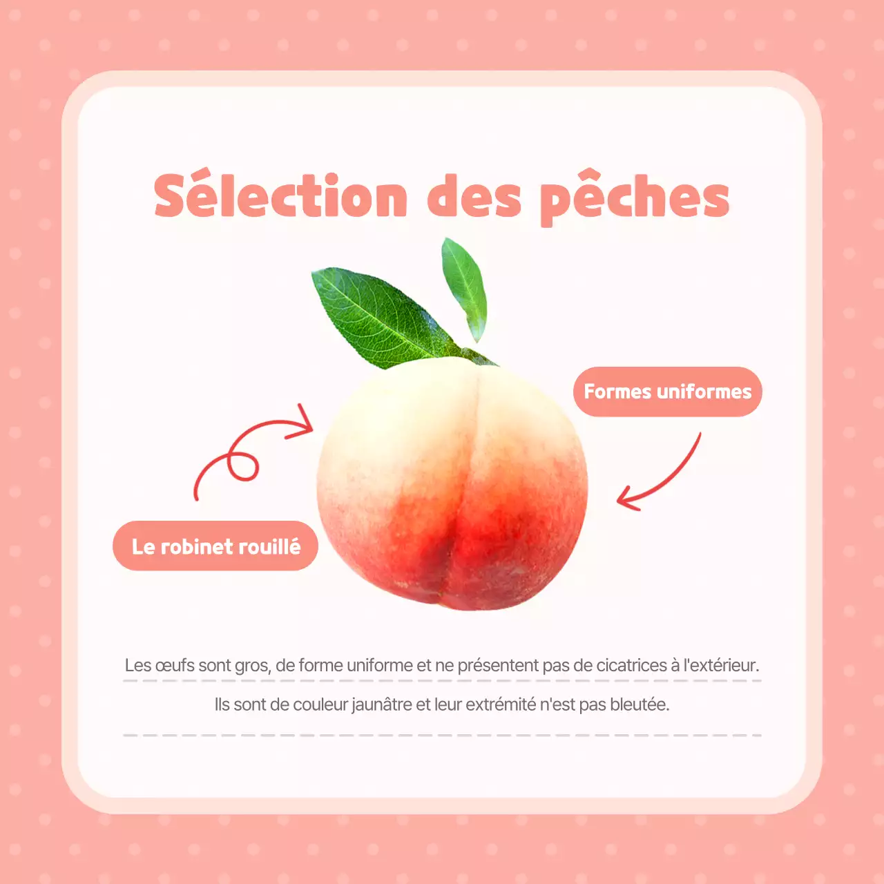 Conseils pour choisir des pêches roses, jolies et délicieuses